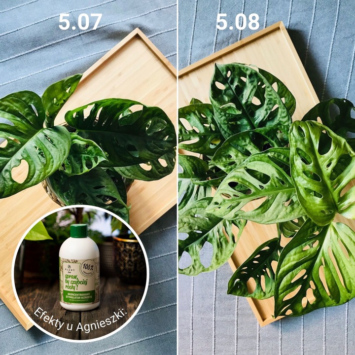 Spraw, by szybciej rosły 500 ml | Plant lover| stymulator wzrostu do roślin