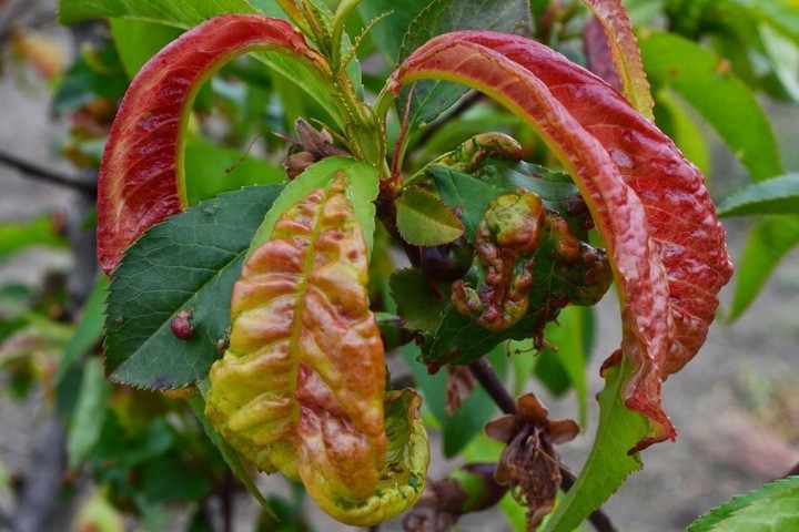 Score 250 EC 50ml Agropak