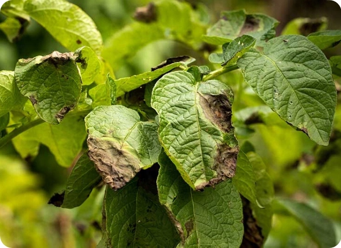 AMISTAR 50ML fungicyd na mączniaka rdzę i inne