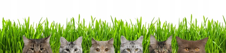 2x EKO Trawka Dla Kota Trawa Odkłaczająca Przysmak EKOLOGICZNA WYROŚNIĘTA