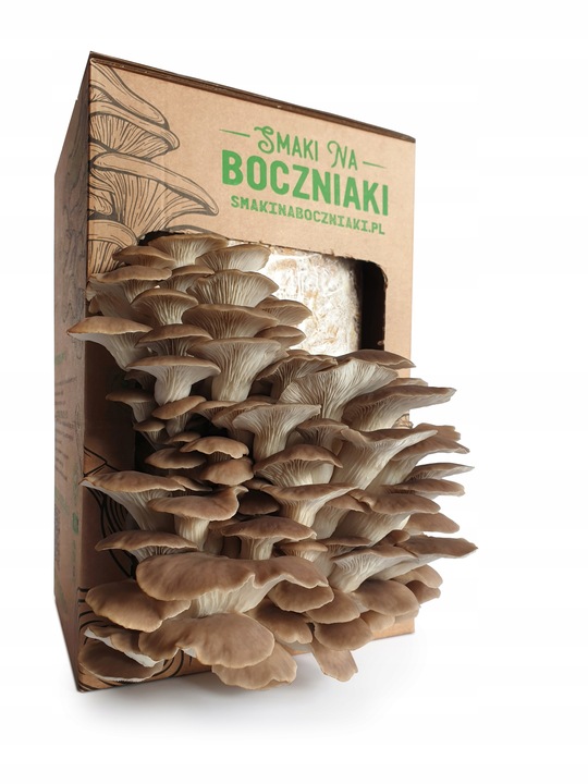 Grzybnia do uprawy domowej boczniak łyżkowaty