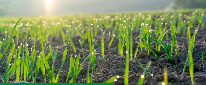 Maxim 025 FS 1L SYNGENTA - zaprawa do nasion o szerokim zastosowaniu