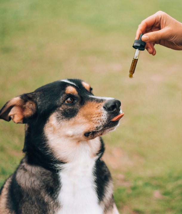 Olejek CBD 10% dla zwierząt 10 ml FULL SPECTRUM Pies Kot / konopny 1000 mg