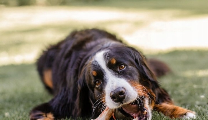 DOLINA NOTECI SUPERFOOD Karma suszona dla psa Wołowina 1 kg