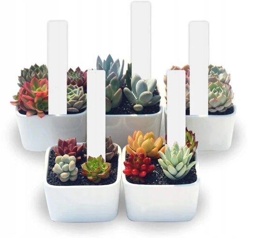 ZESTAW DO WYSIEWU POMIDORY GRUNTOWE NASIONA + INSPEKT + PODŁOŻE + TABLICZKI