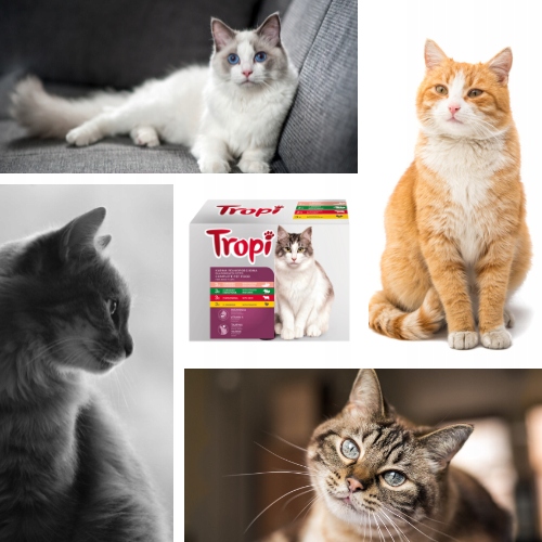 Mokra Karma dla kota Tropi mix smaków 100 g x 48szt. DUŻY PAKIET Mega Box