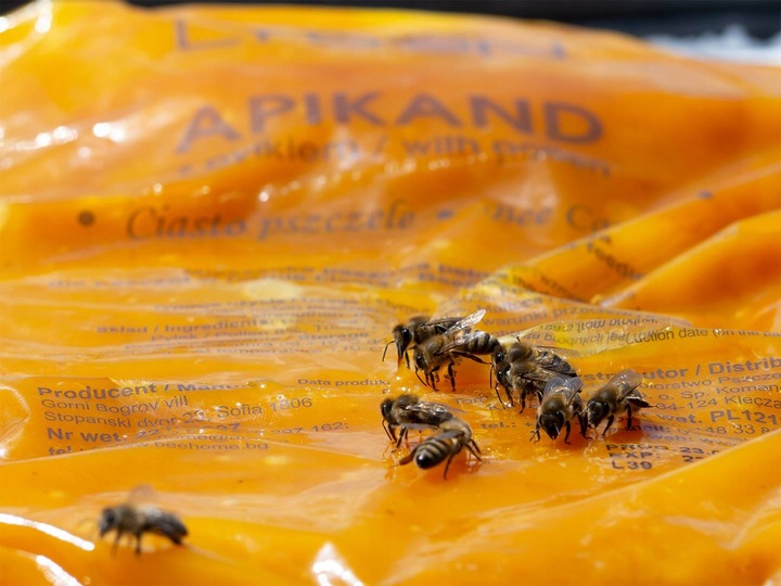 Apikand 20kg ciasto Z PYŁKIEM pokarm dla pszczół