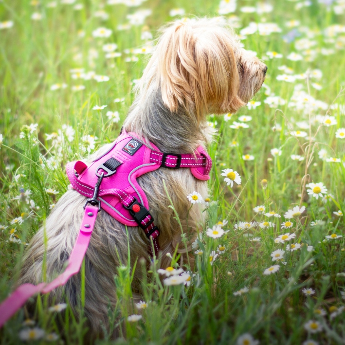 SZELKI BEZUCISKOWE typu GUARD dla psa ELITE M red