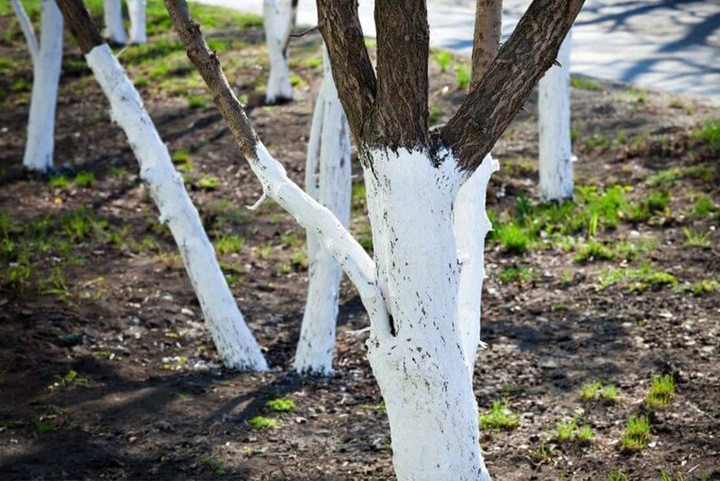 Wapno Hydratyzowane Gaszone do Bielenia Drzewek Owocowych Piwnic 20KG