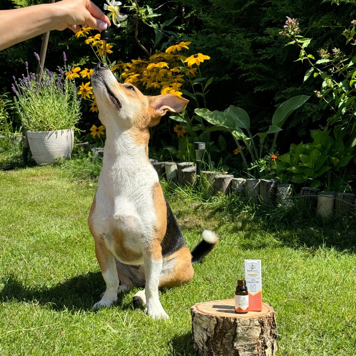 OLEJEK KONOPNY CBD 5% | FULL SPECTRUM | DLA ZWIERZĄT| ŁOSOŚ | DLA PSA KOTA