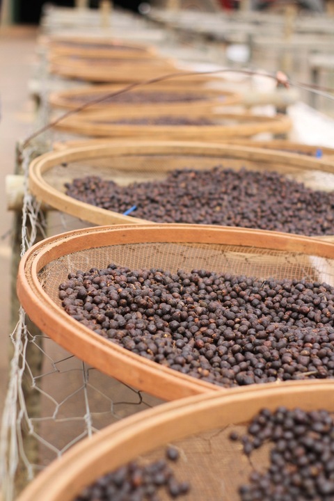 KAWA ZIARNISTA 1 kg FORTE blend BRAZYLIA palona w dniu zakupu DO EKSPRESU