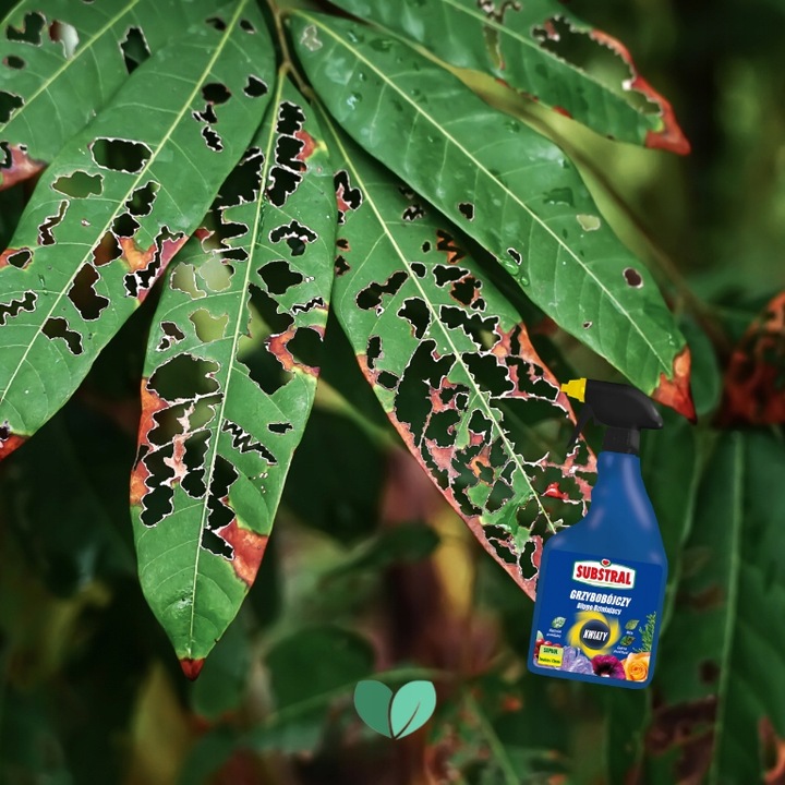 SAPROL GRZYBOBÓJCZY środek KWIATY: ZWALCZA CHRONI