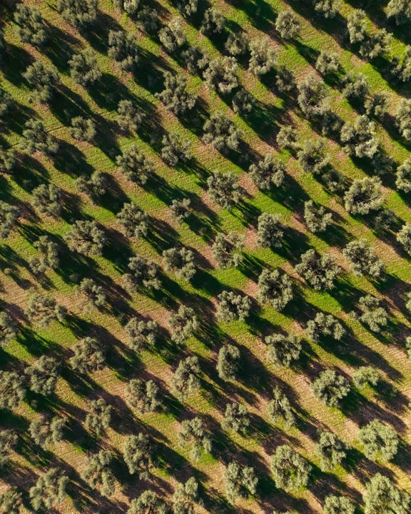 Oliwa z oliwek extra virgin Fratelli Vieste Tradicione 1l Włoska ŁAGODNA