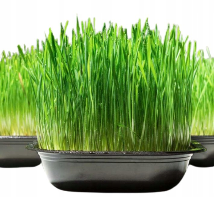 2x EKO Trawka Dla Kota Trawa Odkłaczająca Przysmak EKOLOGICZNA WYROŚNIĘTA