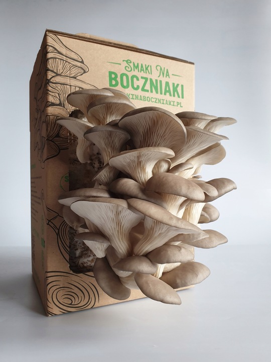 Grzybnia do uprawy domowej boczniak ostrygowaty