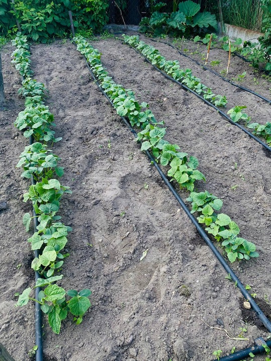 LINIA KROPLUJĄCA WĄŻ KROPLUJĄCY DO OGRODU Pocący Nawadnianie 100m Fi16