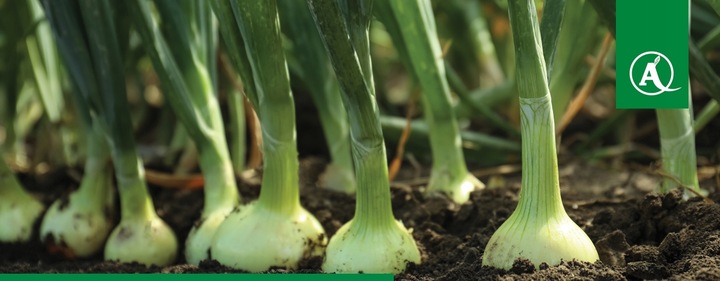 ŚRODEK GRZYBOBÓJCZY OPRYSK SCORPION 325 SC 500ML PARCH ZGNILIZNA PLEŚŃ