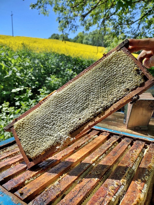 WYPRZEDAŻ Miód rzepakowy 1,25 kg 2023