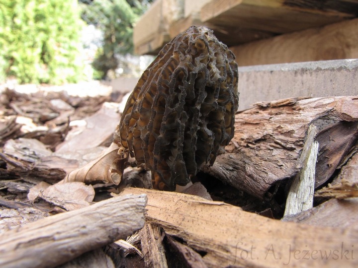 SMARDZE certyfikowana grzybnia