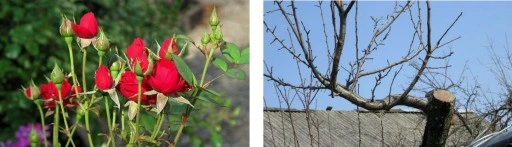 SEKATOR GR6208 PRO NOŻYCE DO CIĘCIA GAŁĘZI TEFLON