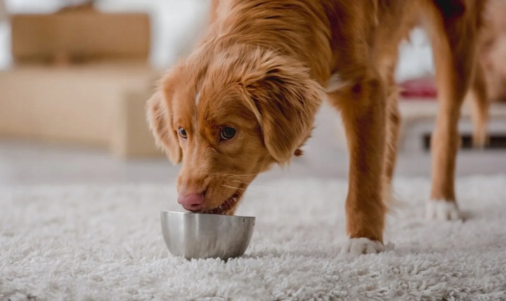 Baton wielkopolski dla psa 30x900 g mix zestaw 4 smaki wysoka jakość