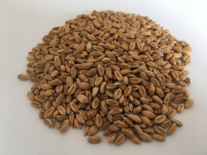 Pasza karma ziarna dla kur niosek bez GMO susz marchew pokrzywa NATURALNA