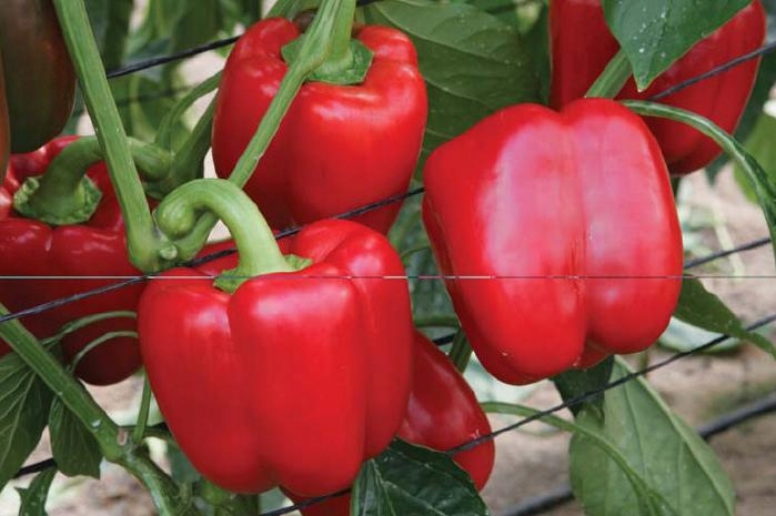 Grzybnia mikoryzowa POMIDORY i PAPRYKA