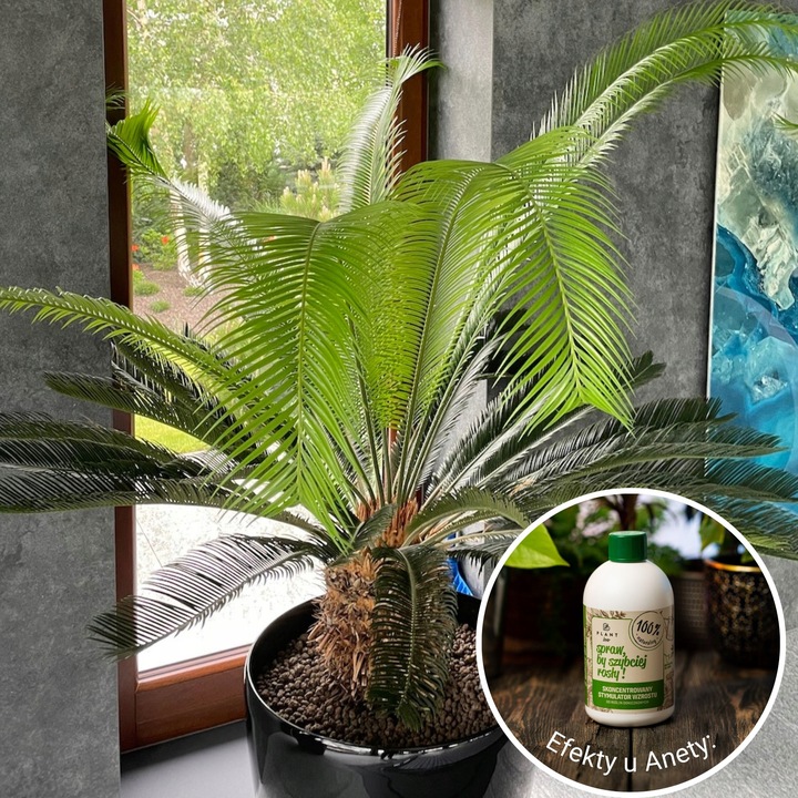 Spraw, by szybciej rosły 500 ml | Plant lover| stymulator wzrostu do roślin