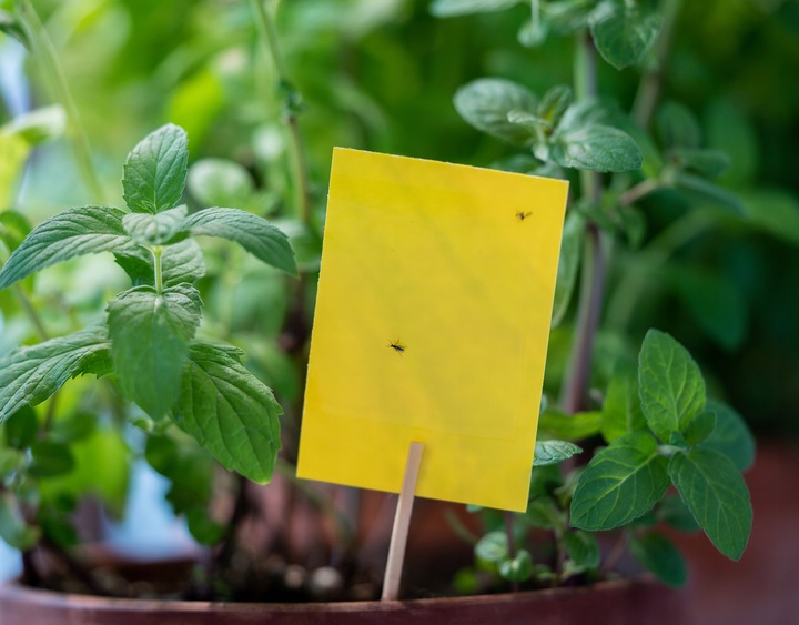 LEP DO DONICZEK SZKLARNI NA MSZYCE ZIEMIÓRKI MUSZKI MRÓWKI NO PEST (60 SZT)