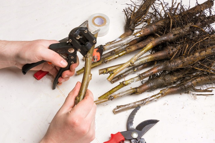 Sekator Biowin 760102 do szczepień z taśmą