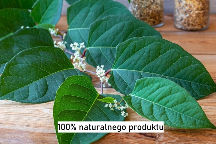 Resweratrol Resveratrol Rdest Japoński 15g proszek