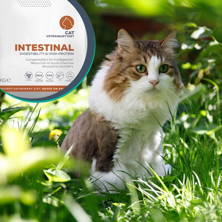 Sucha karma dla kotów wsparcie trawienia Vet Expert Intestinal 2 kg