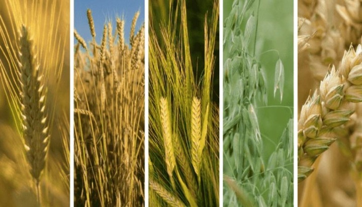 Chwastox Extra 300SL 5L chwasty w zbożach