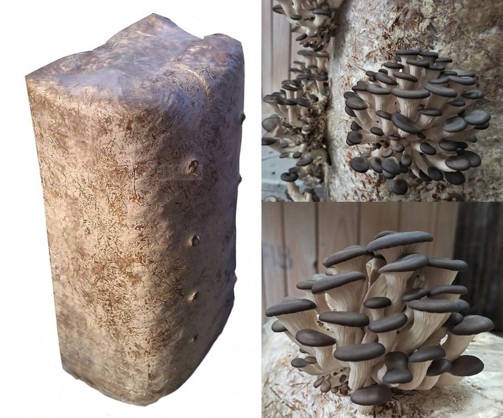 GRZYBNIA BOCZNIAKA DUŻY BALOT kostka około 15kg