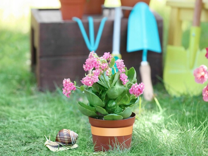 TAŚMA MIEDZIANA ŚRODEK SPOSÓB NA ŚLIMAKI PRZECIW ŚLIMAKOM SAMOPRZYLEPNA 20M