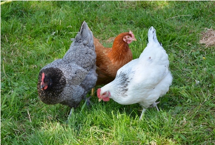 WITAMINY DLA KUR NIOSEK 10KG VITA-CHICK BEZ GMO KONSERWANTÓW MIKROELEMENTY