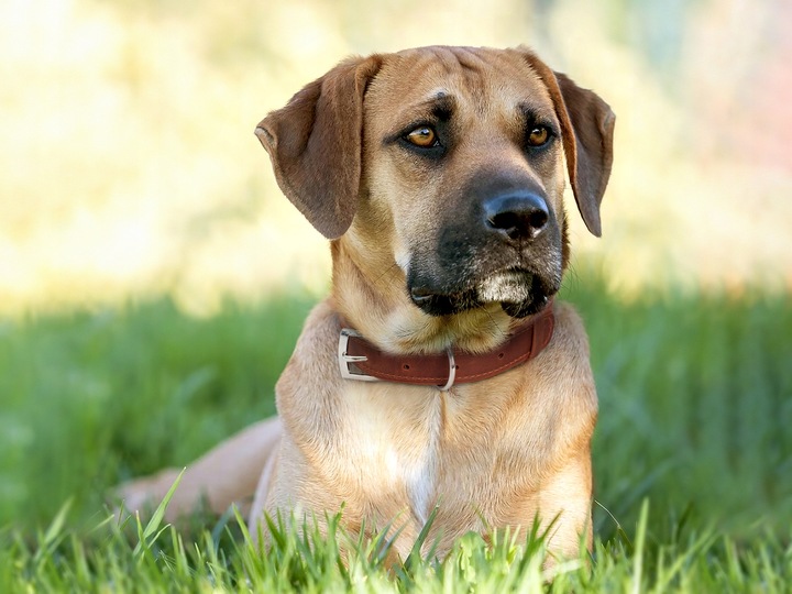 Obroża dla psa z identyfikatorem Cognac rozmiar M