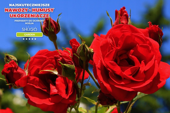 Nawóz do Róż 5 kg SHUGO