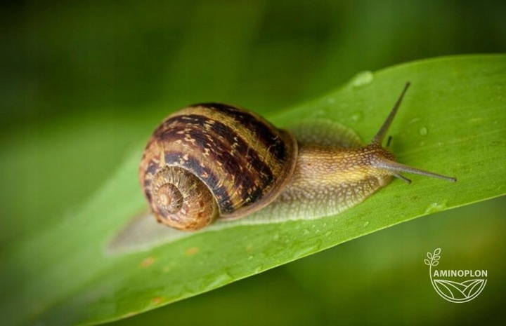 BROS SNACOL 1kg środek trutka na ślimaki (butelka)