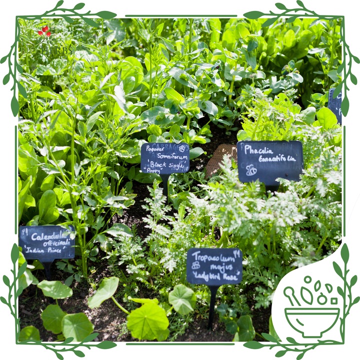 Likopen lycopene forte 20mg prostata serce 120szt antyoksydant moc