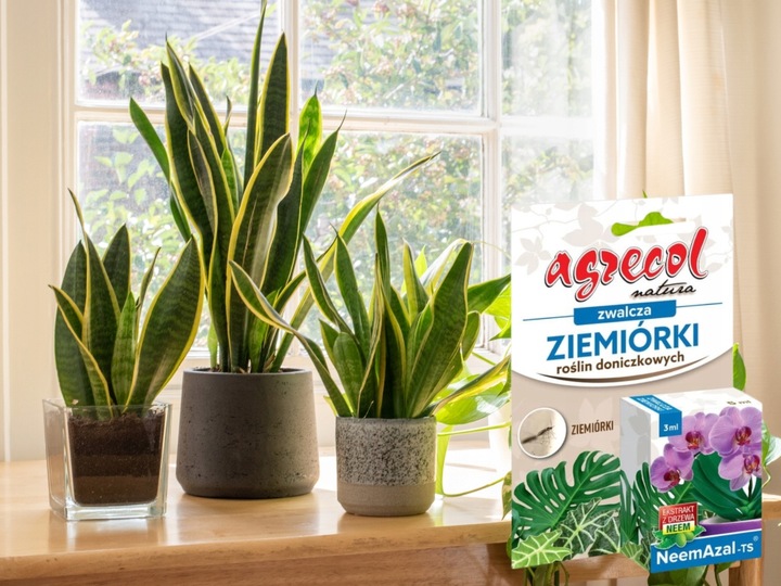 NEEMAZAL TS Owadobójczy 3ml + Żółte lepy 12szt. na Ziemiórki Mszyce