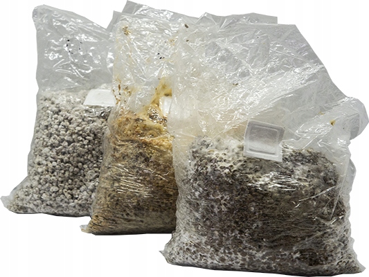 Cordyceps militaris - grzybnia w płynie 10ml