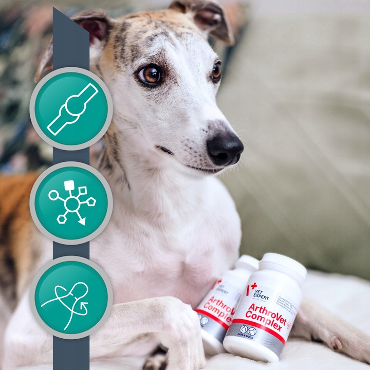 Suplement dla psów małych ras na stawy VET EXPERT ArthroVet Complex 60 kap.
