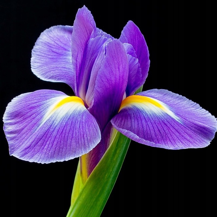 YODEYMA CELEBRITY WOMAN 50 ML