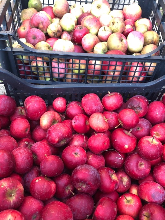 OCET JABŁKOWY BIO NIEFILTROWANY ŻYWY NIEPASTERYZOWANY MATKA OCTOWA 500 ml
