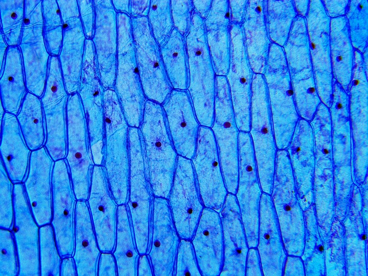 Mikroskop dla dziecka Delta Optical Biolight 300