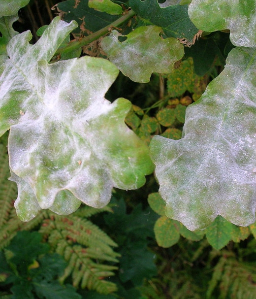 AMISTAR środek grzybobójczy szara pleśń mączniak rdza alternarioza 50ml