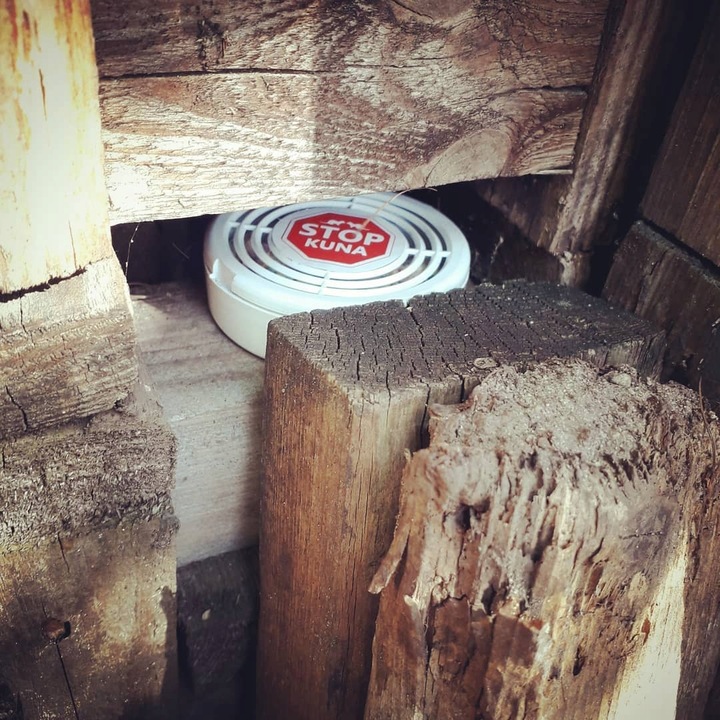 Nowość! KUNA STOP! Profesjonalny preparat NA KUNY!