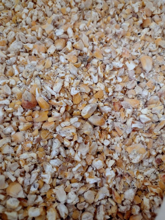 KUKURYDZA GRUBO MIELONA 25kg dla kur, gołębi, kaczek. CZYSTE ZIARNO