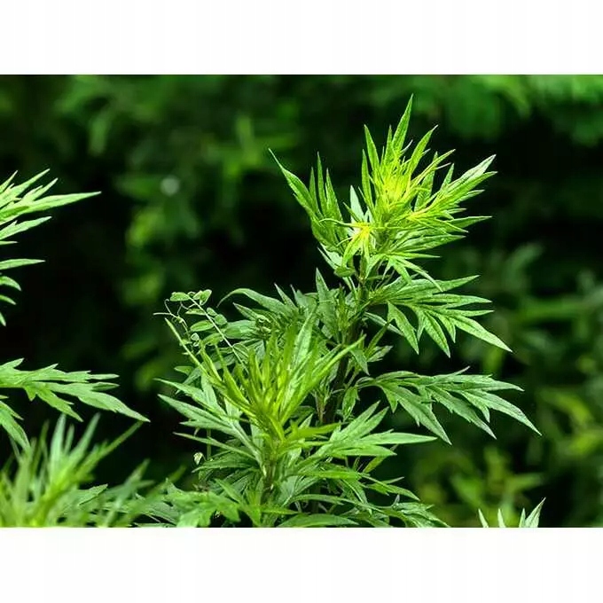 Roundup 360 SL Plus 5l glifosat, herbicyd, perz